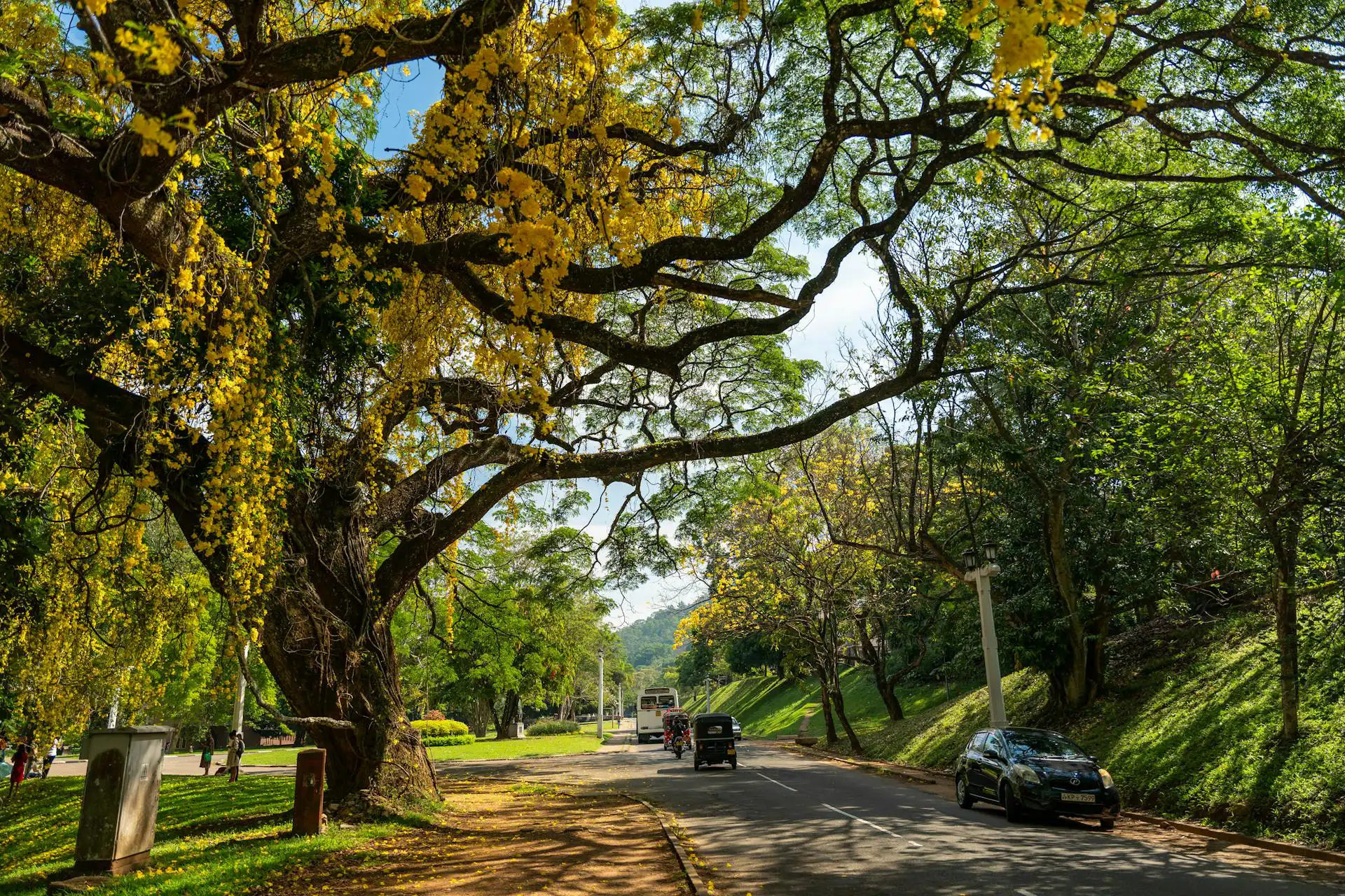 Walking through the Royal Botanical Gardens during 3 days in sri lanka cultural sightseeing