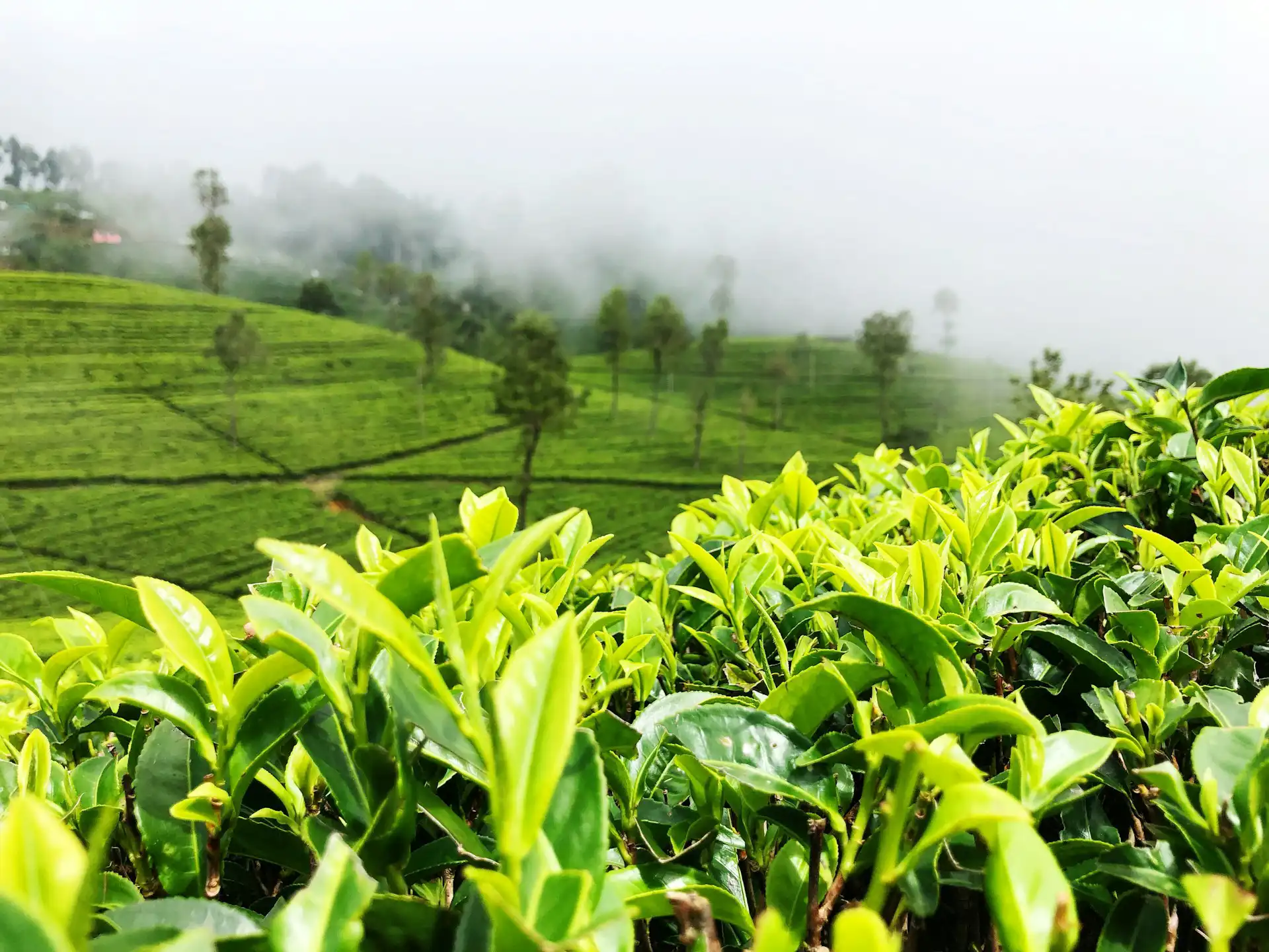 Lush tea estates on a Nuwara Eliya trip when you book Sri Lanka day excursions.