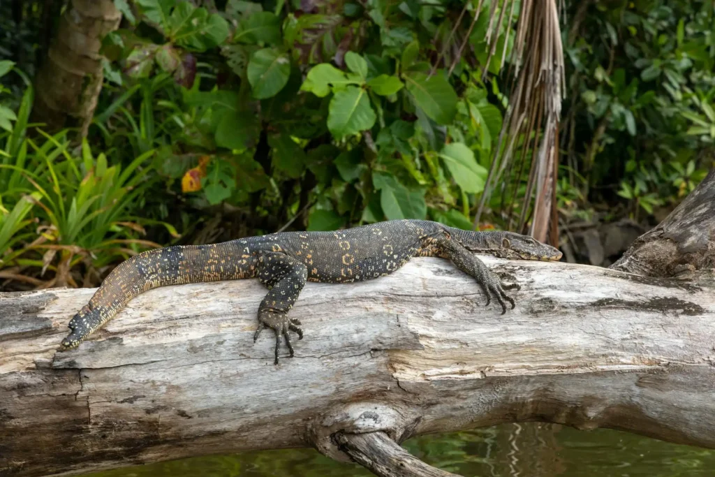 A large water monitor lizard resting on a fallen log over the water during a Madu River boat safari.
