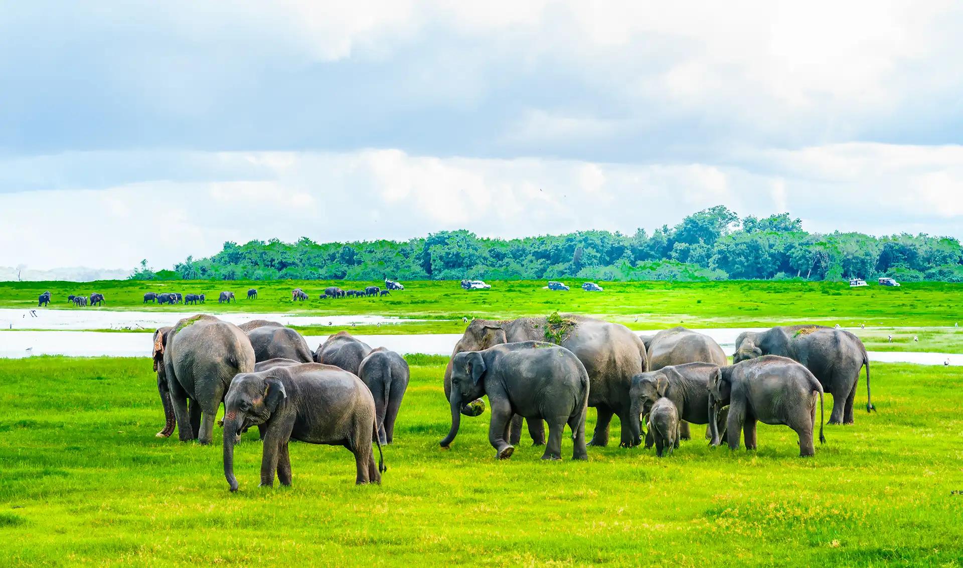 Wild elephants spotted on a Minneriya safari, a highlight of Sri Lanka day tours.