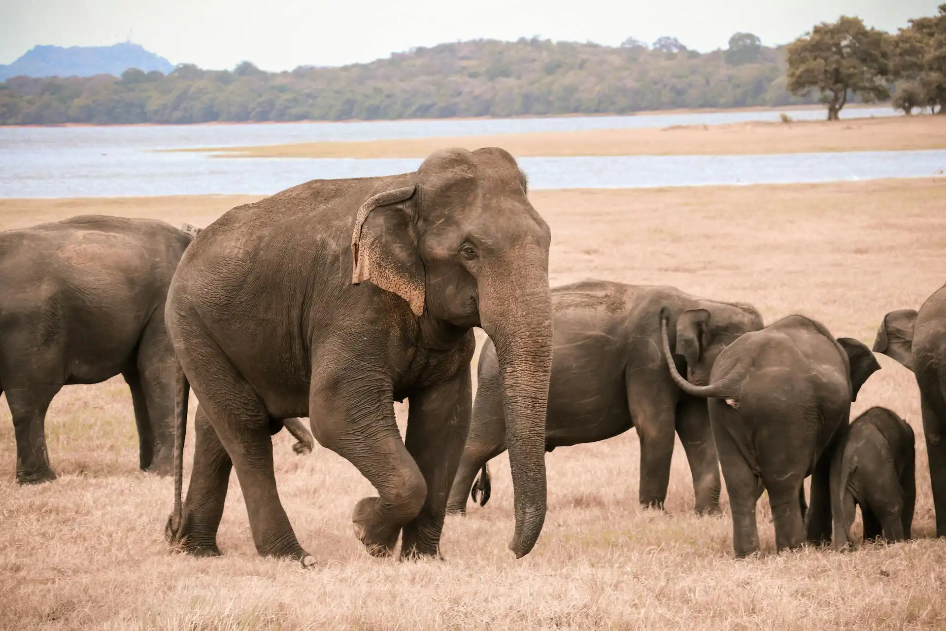 Minneriya elephant safari on our private tours Sri Lanka