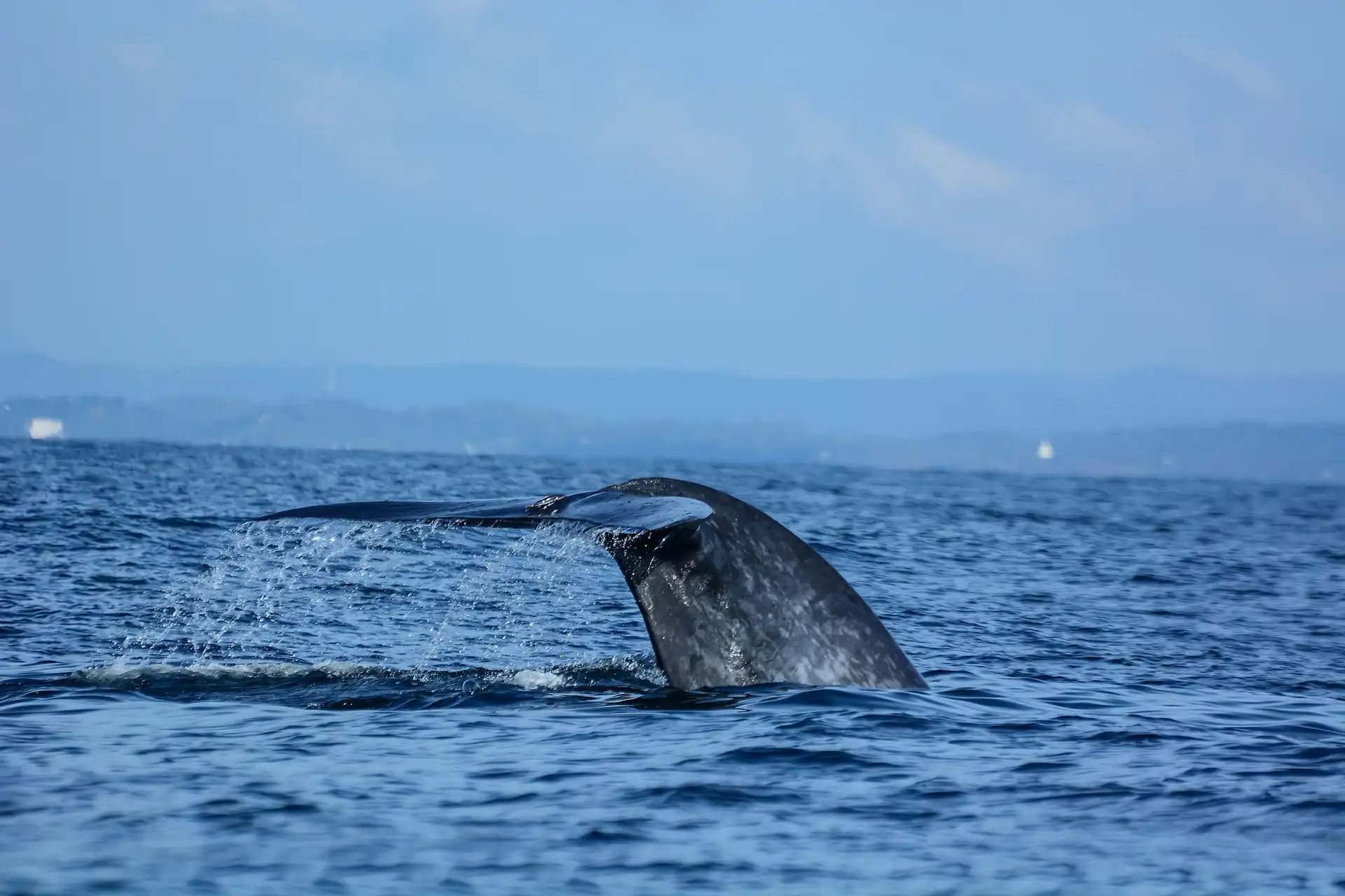 Blue whale watching during incredible private day trips Sri Lanka.