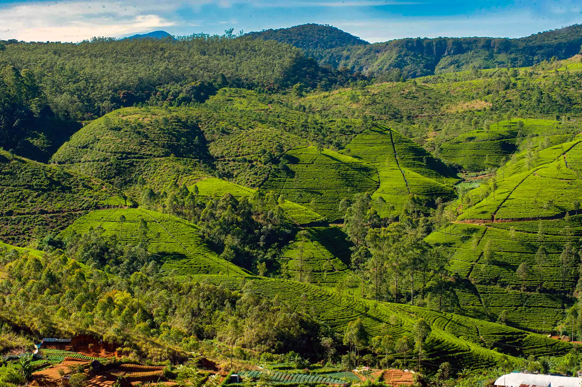 Lush green plantations viewed during your sri lanka tea country and train journey