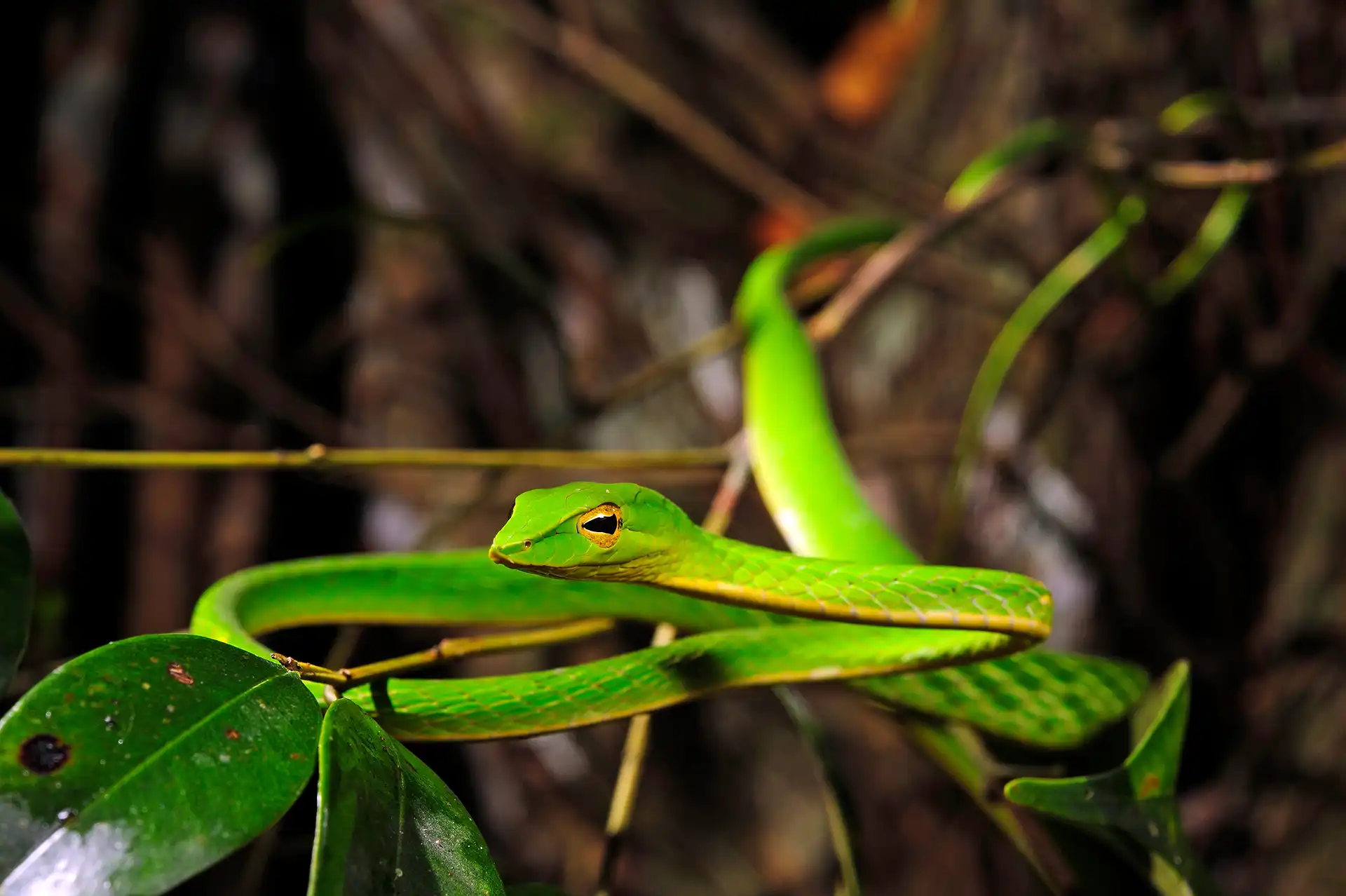 Sinharaja Rainforest reserve to explore Sri Lanka tourist attractions