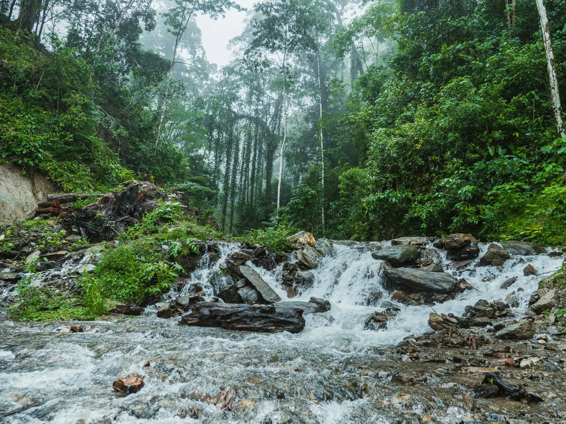 Trekking through the dense canopy on our island-wide day tours Sri Lanka.