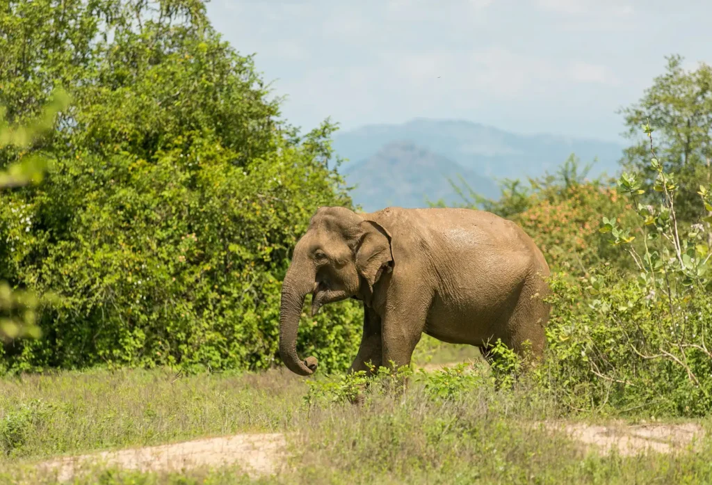 A solitary wet elephant walks through Udawalawe National Park towards a distant mountain, an iconic wildlife highlight on our private Sri Lanka day tours.