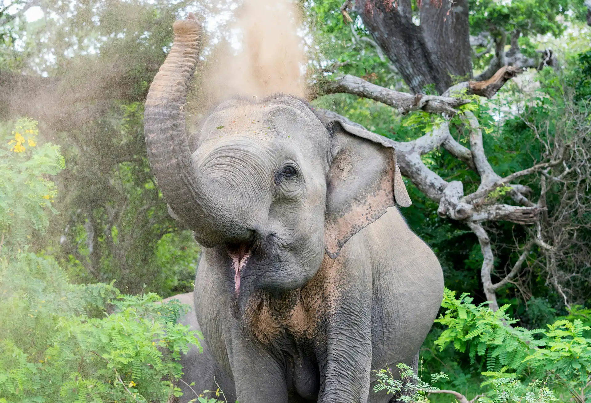 Spotting wild elephants on a thrilling Yala National Park safari as part of your sri lanka 2 week itinerary north and south
