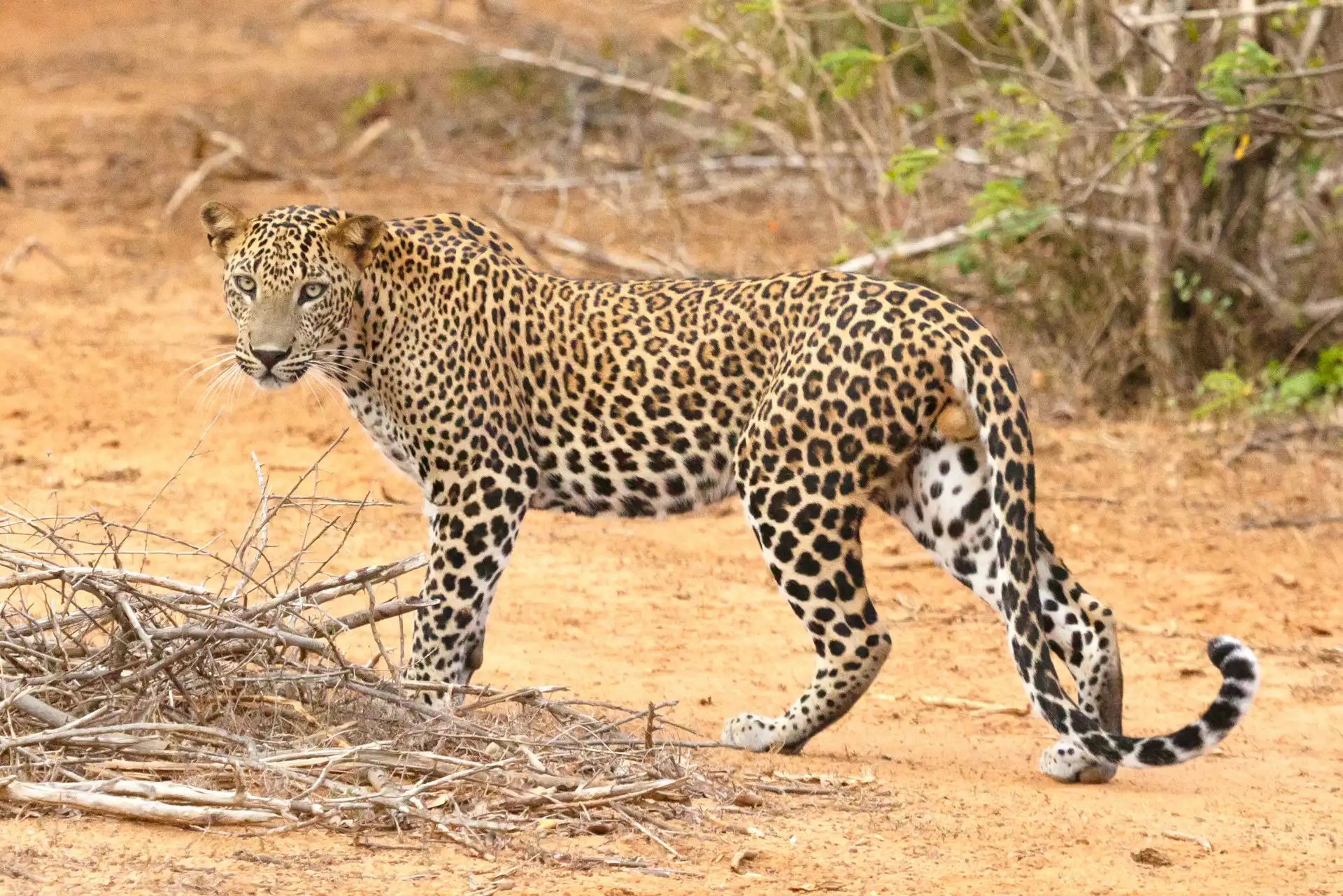 Yala Safari arranged by our premium travel agency Sri Lanka