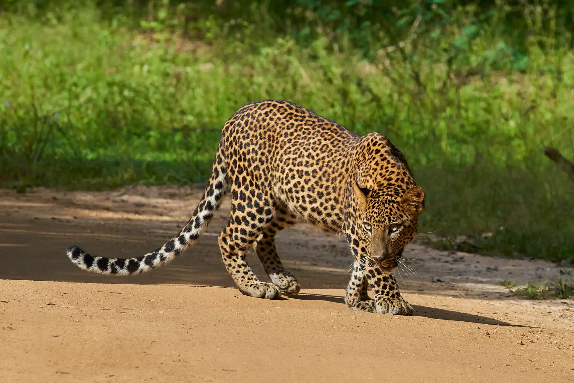Leopard tracking on a Yala safari - Sri Lanka vacation packages
